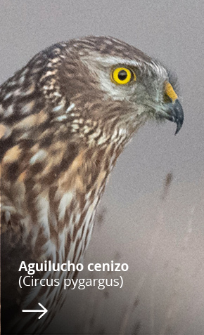 Especies_aves_Fletxa_aguilucho