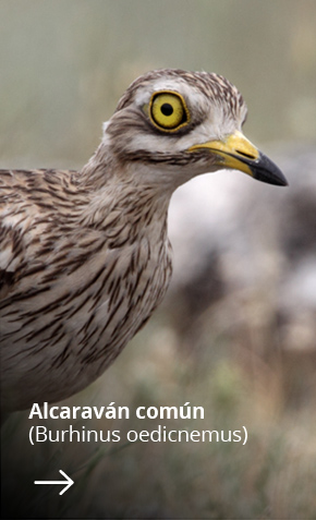 Especies_aves_Fletxa_alcaravan
