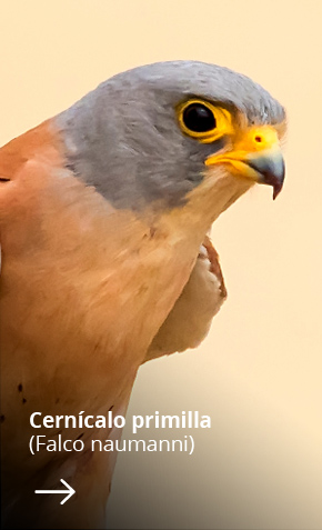 Especies_aves_Fletxa_cernicalo
