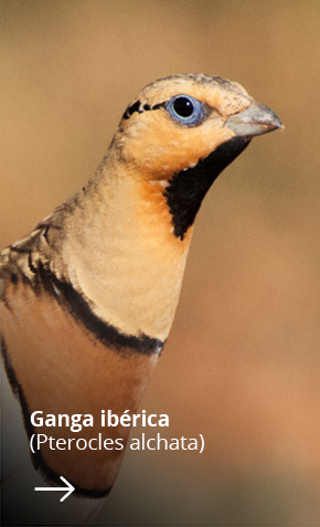 Especies_aves_Fletxa_ganga_iberica