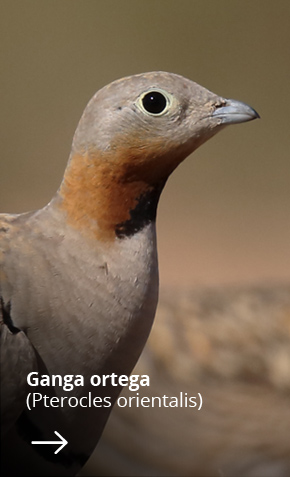 Especies_aves_Fletxa_ganga_ortega