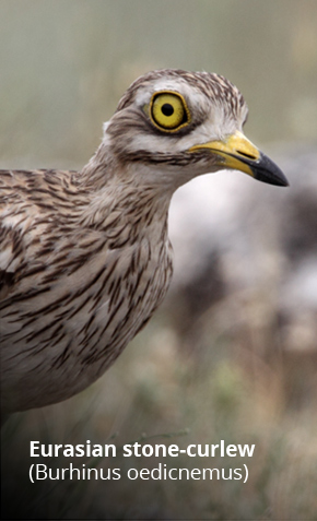 Especies_aves_eurasian_stone_curlew