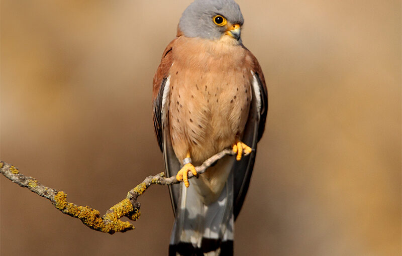 III Jornada técnica, centrada en las especies de avifauna clave para la ejecución de proyectos fotovoltaicos